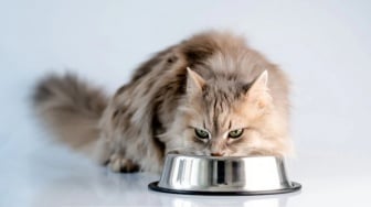 5 Produk Royal Canin di Blibli